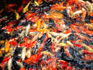 Koi fish on water.Beautiful background.