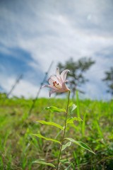 泰阜村　ササユリ