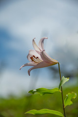 泰阜村　ササユリ