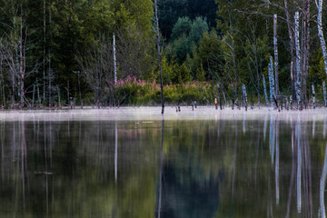 reflection of trees in lake