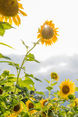 blooming sunflowers on a background blue sky. Sunflowers Field