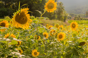 blooming sunflowers on a background blue sky. Sunflowers Field