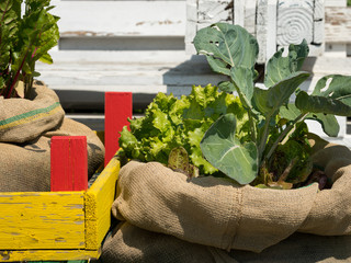 Various vegetables planted in sacks on a sunny day in summer
