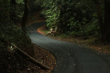 road in forest