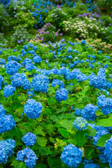 伊那　あじさい寺