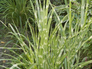 the miscanthus plant in my garden