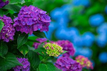 伊那　あじさい寺