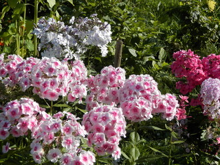 Obraz premium Phlox flower in my garden