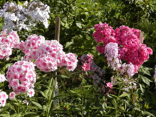 Phlox flower in my garden