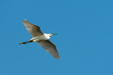 A little egret in flight, blue sky