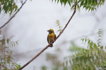 baya weaver