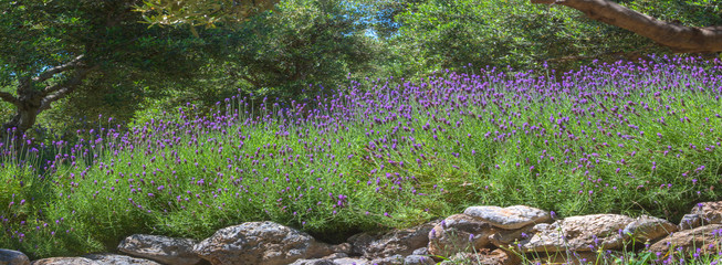 Lavendel Blüte im Olivengarten, Insel Kreta, Griechenland, Panorama