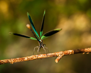 Dragonfly sits on a branch above the stream