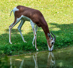 Dama gazelle, Gazella dama mhorr or mhorr gazelle is a species of gazelle