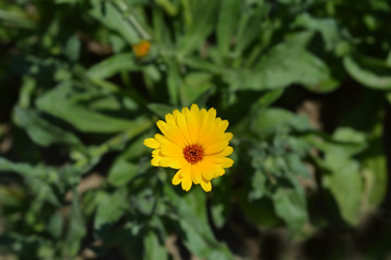 Princess mix Garden marigold