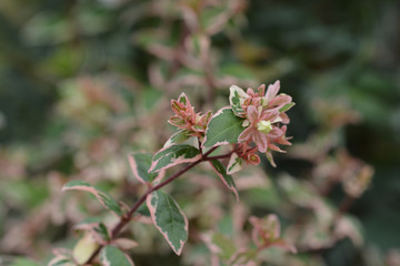 Glossy abelia Magic Daydream