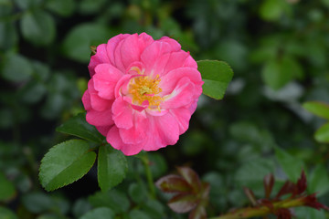 Magic Meidiland Rose