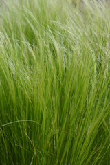 Fototapeta na wymiar Pony tails grass