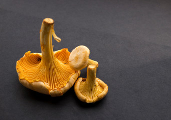 Fresh raw edible chanterelle mushrooms on black surface. 
