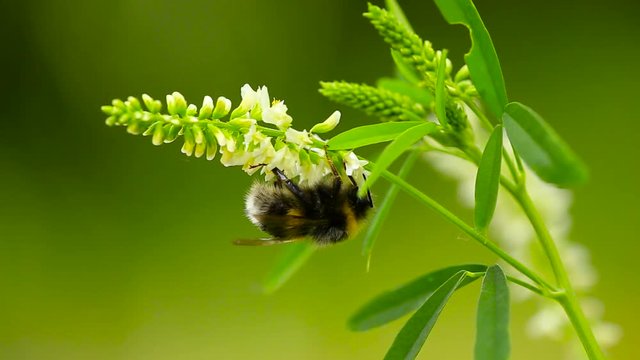 Close up shot of a Bumblebee on a Melilotus Albus flower, on a sunny day