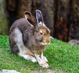 Mountain hare, Lepus timidus, also known as the white hare.