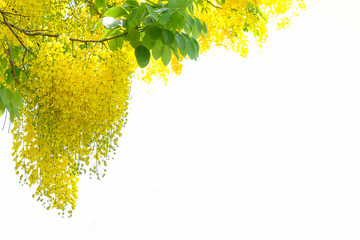 Yellow flowers that are inflorescence hanging from the flowering trees in the summer of Thailand, the Thai people called Ratchapruek