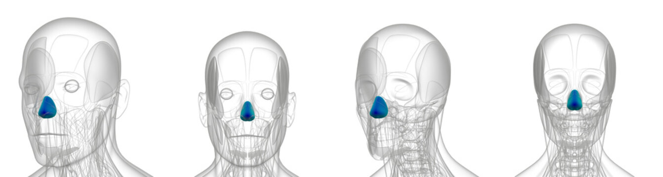 3d rendering medical illustration of blue dilator naris