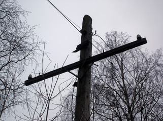 old wooden electric pole in spring, Russia.