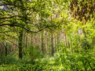 Fototapeta premium Forest landscape in Arts, A coruna, Spain. Trees and benches with sun light and shadows.