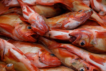 Fresh Redfish from fish market of Iceland