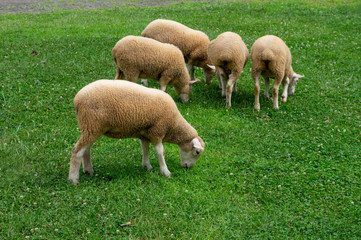 Naklejka na ściany i meble Sheep Grazing in Pasture