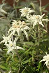 Alpen-Edelweiß (Leontopodium nivale)  Blüten