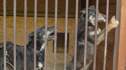 Two dogs in a dog's shelter waiting