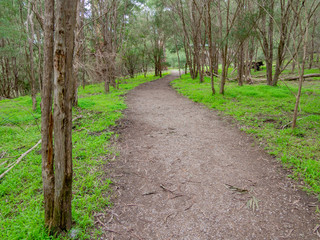 Fototapeta premium Scrub Trail