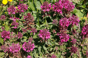 Quirlblättrige Läusekraut (Pedicularis verticillata) Pflanze mit Blüten