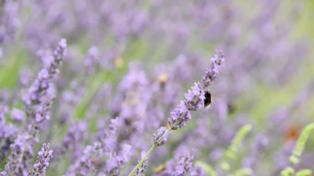 Biene und Hummel an Lavendel