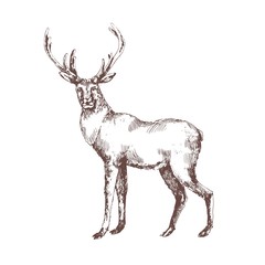Red deer hand drawn with contour lines on white background. Elegant sketch drawing of wild forest animal with antlers, hoofed ruminant mammal. Monochrome vector illustration in vintage etching style.