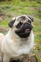 Obraz premium happy pug smile tongue out in the forest