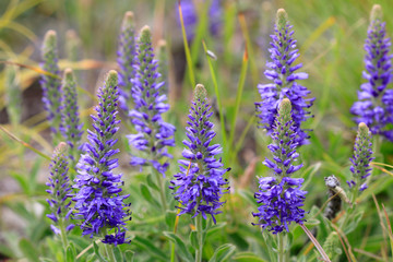 Ähriger Ehrenpreis (Veronica spicata) Pflanze mit blauen Blüten