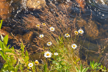 grass and chamomile flowers on the bank of river