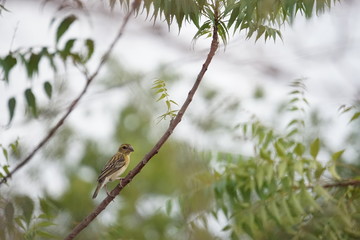 Baya weaver