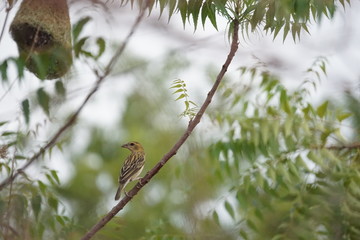 Baya Weaver on the branch