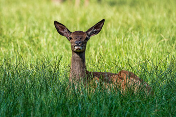 Roe Deer, Capreolus capreolus lives mostly in Germany and France