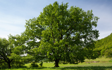 Fototapeta na wymiar GREEN TREE