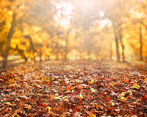 autumn leaves  background with sunbeams