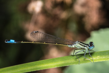 mosquito azul