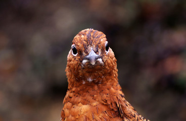 Willow Ptarmigan