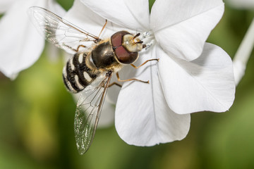 mosca que se parece a una abeja encima de una flor