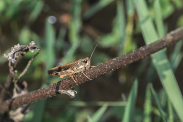 grillo