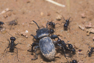 hormigas atacando un escarabajo